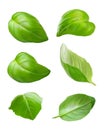 Green basil leaves, fresh sprig of basil